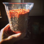 Lentils I Have Known and Loved